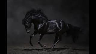 The Dark Stallion (2012)