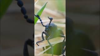 Ölkäfer giftig? - Mehr dazu auf @Insecticon