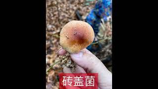 砖盖菌 可食用菌 edible mushrooms 注意它不是黄韧伞。