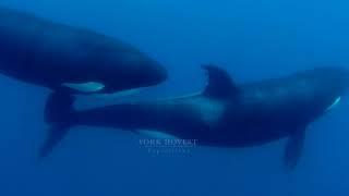  Orcas hunting stingray - Sea of Cortez - #orca