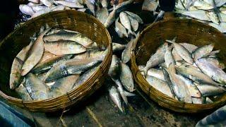 Hilsa fish market in Bangladesh || fishing entertainment