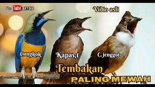 TEMBAKAN PALING MEWAH cungkok vs kapas tembak vs cucak jenggot ( berjedah)