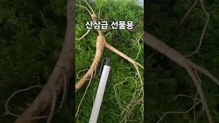 산삼급 선물용