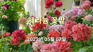 2022년 05월 07일 제라늄꽃밭