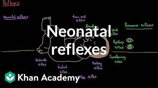 Neonatal reflexes | Behavior | MCAT | Khan Academy