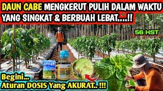  tekhnik atasi daun cabe keriting sampai SEMBUH | Perawatan cabe Usia 56 HST #infopertaniancabe