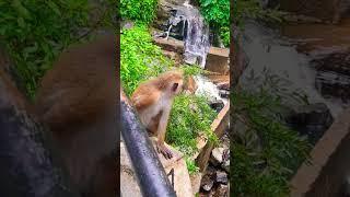 Monkey #nature #monkey #monkeys #waterfall