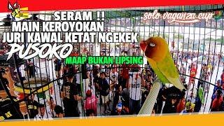 SOLO VAGANZA CUP 2 : SERAM !! JURI KAWAL KETAT NGEKEK LOVEBIRD PUSOKO, MAAP BUKAN LIPSING ?