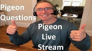 Ask Frank McLaughlin Lofts Live Stream #10 -The Art of Racing Pigeons