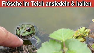 Frösche im Teich halten - Frösche im Gartenteich ansiedeln – Tipps für Frösche zuhause im Garten