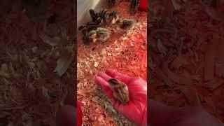 Baby quail hatch day!