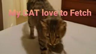 MY CAT LOVE DOING FETCHING LIKE A DOG - BABY PILOT