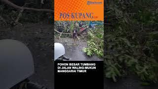 Pohon Besar Tumbang di Jalan Waling-Mukun Manggarai Timur