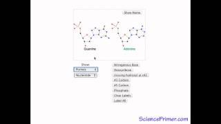 Nucleotides - SciencePrimer video glossary