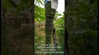 KUASA ALLAH..... MEREKA MENYEBUTNYA PISANG SERIBU..... KADUR PAMEKASAN MADUR