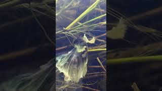 #shortvideo #viral #apiya #apiyaad #fish #aquarium #love