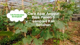 TIPS DAN TRIK AGAR ANGGUR BISA PANEN 3 SAMPAI 4 KALI SETAHUN⁉️