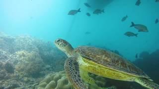 Visit the Great Barrier Reef | Great Barrier Reef Marine Park Authority