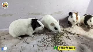 Guinea Pigs For Sale In Lucknow | Planet Blue Anand | Lucknow Nakhas
