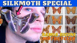 How to Breed: Eri Silkmoths - Samia ricini - MothCycles ft Bart Coppens /  PATREON Special