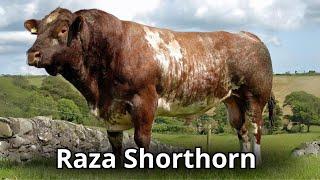 Raza bovina Shorthorn  Origen, evolución y Características