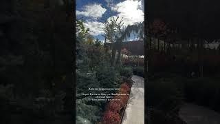 Доставка растений Ростов-на-Дону #озеленениеростов #деревьяростов #осеньсад #питомникрастений #дача