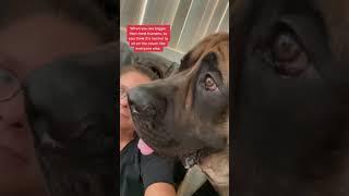 Proof even HUGE dogs are still lapdogs #dog #dogs #cutedogs #funnydogs #funnydog #shorts