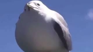 rat fears angy birb