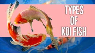 10 Most Popular Types of Koi Fish