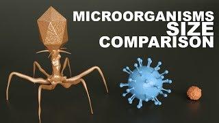 Comparación de tamaños de MICROORGANISMOS - 3D