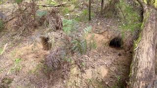 Active wombat hole, near Beachworth Vic Australia