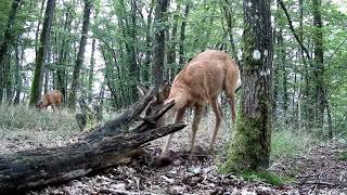 Wildlife that captured with BlazeVideo trail cameras