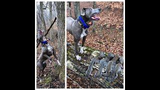 Squirrel Dog, Original Mountain Cur Squirrel Dog, Jukebox/Thunder Original Mountain Cur