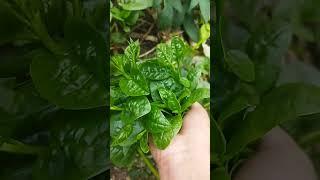 Alugbati (Malabar spinach, Basella)  #foodie #nature #rurallife #je_w