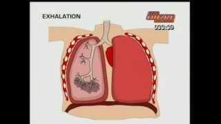 GCSE BBC Science Bitesize - Breathing