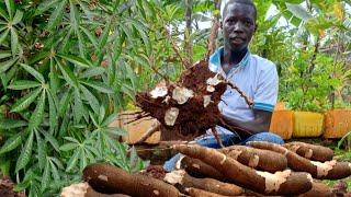 Sustainable Cooking: Harvesting and Cooking Cassava From My Backyard Garden.