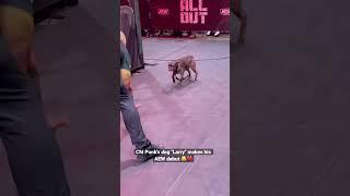 CM Punk's dog running wild at AEW All Out.  (credit: brocklesnarguy) #aew #cmpunk