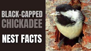 Black-capped Chickadee | Nest Facts