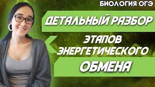 ОГЭ Биология 2022 | Энергетический обмен | Подготовительный этап