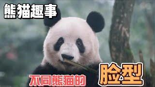 熊猫趣事，带你了解不一样的熊猫世界，不同脸型的大熊猫#panda #熊猫 #百科 #萌宠 #花花 #萌兰 #福宝