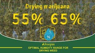 Altaqua blogs_Optimal Humidity Range for Drying Weed