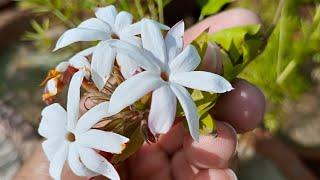 Star Jasmine Permanent Evergreen Vine | Beautiful Easy to Grow Flower Vine