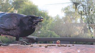 Crow Cam: Strawberry Snubber