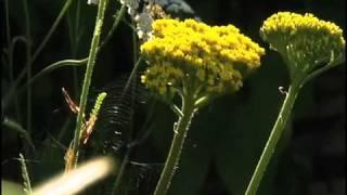 Joy of Gardening, BBC TV, produced and directed by Kerry Richardson