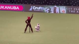 Crufts 2023 International Freestyle - Jen and Daiquiri Dance Monkey