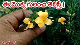 ఈ మొక్క గురించి తెలిస్తే ! | Barleria prionitis | mullu gorinta uses | Telugu World Visite