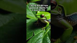 청개구리는 무엇인가 #교육 #지식 #청개구리 #동물 #곤충 #과학