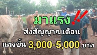 มาแรง!!..ส่งสัญญาณเตือน..แพงขึ้น3,000-5,000บาท