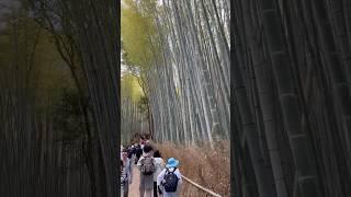 Arashiyama Bamboo Grove is one of Kyoto’s most photographed and iconic sights. #japan #kyoto #travel