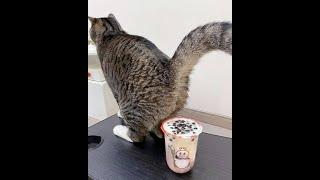  Cat-style dessert! Videos of funny cats, kittens and dogs! 